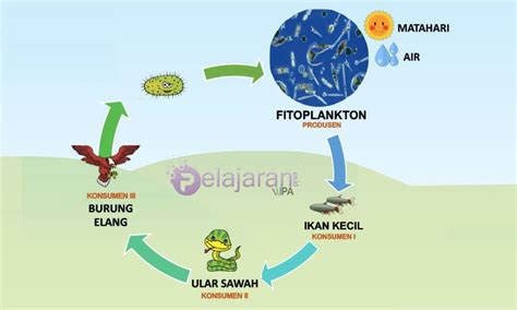 rantai-makanan-di-kolam - RumusHitung.Com