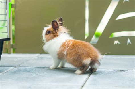 Rabbit Tail Anatomy, Function, Facts & FAQs (With Pictures)