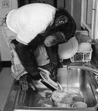 The Chimp That Learned Sign Language : NPR