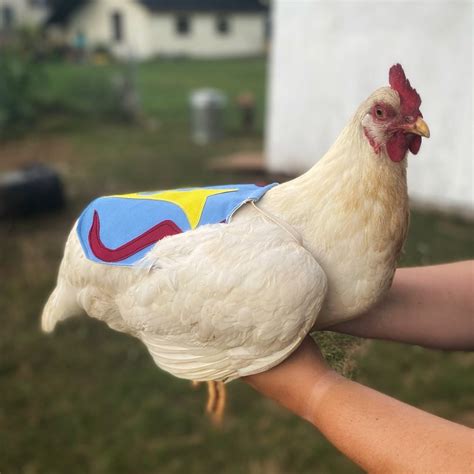 Chicken Saddle Waterproof Chicken Saddle Chicken Dress - Etsy