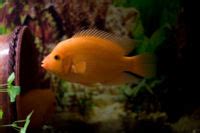 Midas Cichlid (Amphilophus citrinellus) - The Free Freshwater and ...