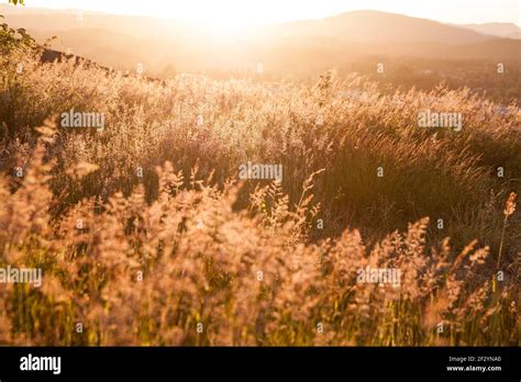 sunset over an overgrown grassy hill Stock Photo - Alamy