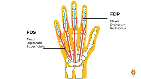 Finger Tips - tendons and ligaments - Don't Forget the Bubbles