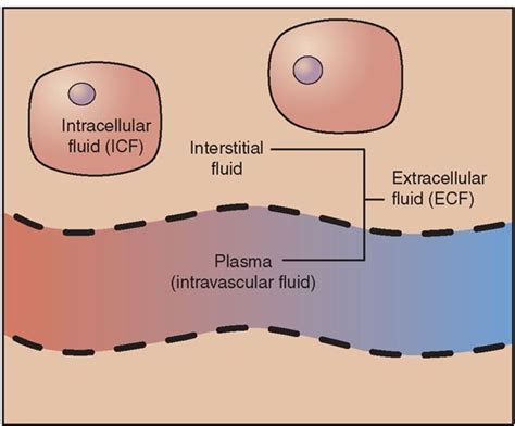 Image result for what is interstitial fluid | Extracellular fluid ...