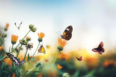 Meadow With Butterflies Stock Photo - Download Image Now - iStock