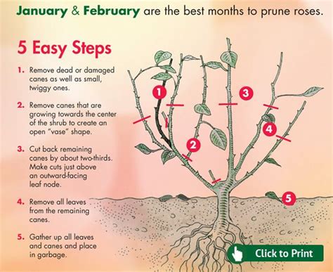 Winter Rose Bush Pruning | Rose Pruning Tips for California - Click for Printer Friendly ...