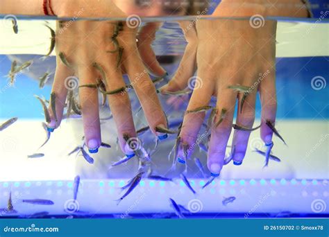 Fish spa stock photo. Image of aquarium, tank, clean - 26150702