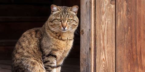 125 Barn Cat Names With Meanings for Your Country Cat - Cats.com