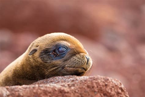 Sea lion pups are pretty adorable : aww