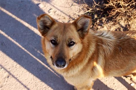 120+ Ginger dog Names For Your Orange And Red Puppies