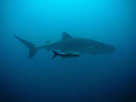 Whale Shark And Her Baby Free Stock Photo - Public Domain Pictures