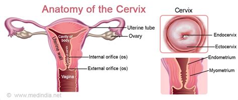 Cervix - Anatomy & Function