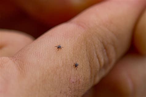 Prevention of Ticks on Your Horse Property | Stable Management