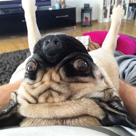 Everypost | Pugs funny, Pug puppies, Silly dog pictures