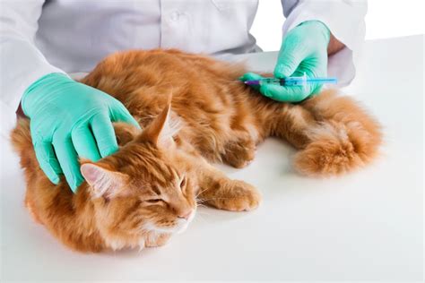 Cat Vaccine Side Effects: What to Know - The Fluffy Kitty