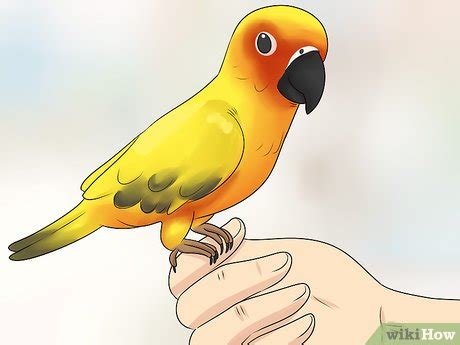 3 Ways to Know if a Caique Parrot Is Right for You - wikiHow