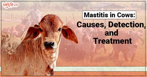 What are the Types of Mastitis in Cows? - SwadeshiVIP