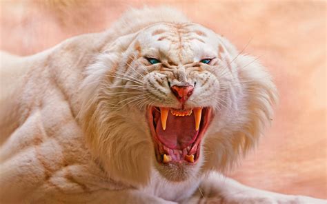 White Tiger Wallpaper 4k For Pc - IMAGESEE