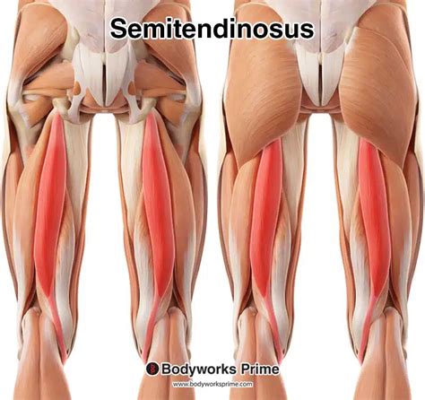 Semitendinosus Muscle Anatomy - Bodyworks Prime