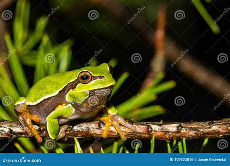 Pine Barrens Tree Frog Hyla Andersonii Stock Photo - Image of coloration, andersonii: 107623816