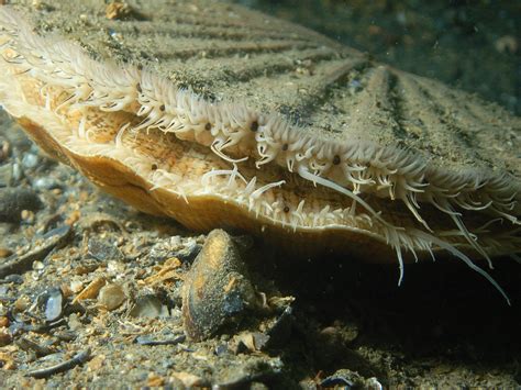 Scallops have 200 eyes, which function like a telescope: study