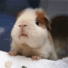 Guinea Pig Cavy GIF - Guinea Pig Cavy Rodent - Discover & Share GIFs