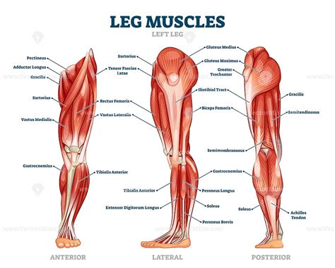 Leg muscle anatomical structure, labeled front, side and back view ...