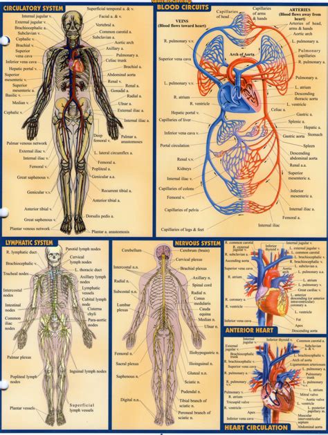 Anatomy 3 | Anatomy and physiology, Anatomy, Physiology