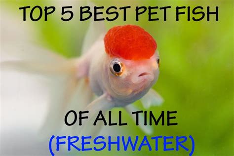 The Top 5 Best Pet Fish of All Time (FRESHWATER) – 2018 | Pet fish, Aquarium fish, Goldfish