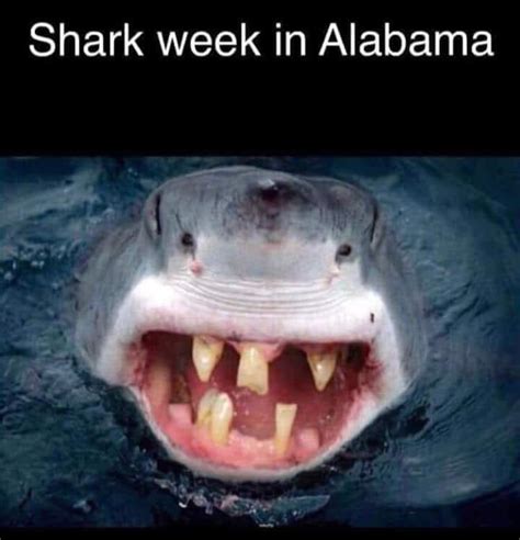 Shark Week in Alabama | IGN Boards