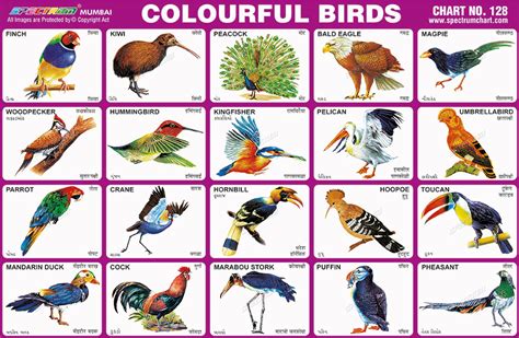 Spectrum Educational Charts: Chart 128 - Colourful Birds