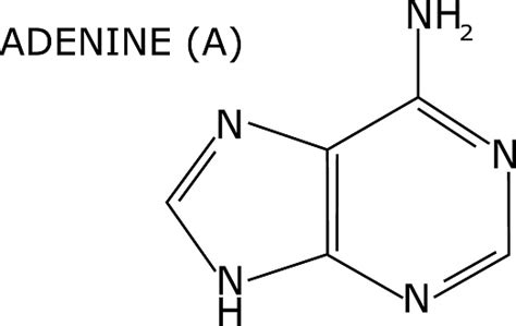 Adenine Molecular Structure Isolated On White Background With Its Name One Of The Four ...
