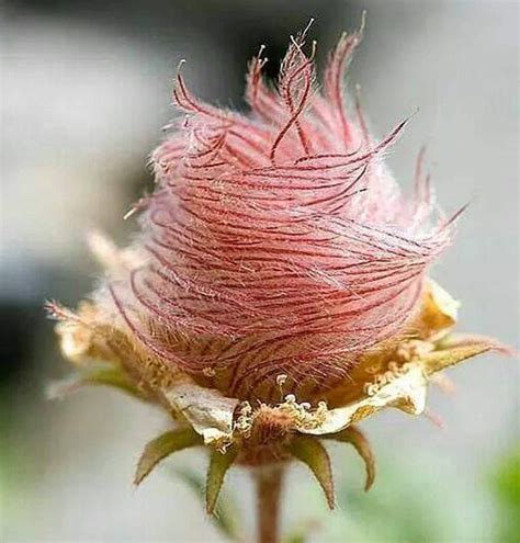 Prairie Smoke Flower Seeds x25 Pcs | Etsy