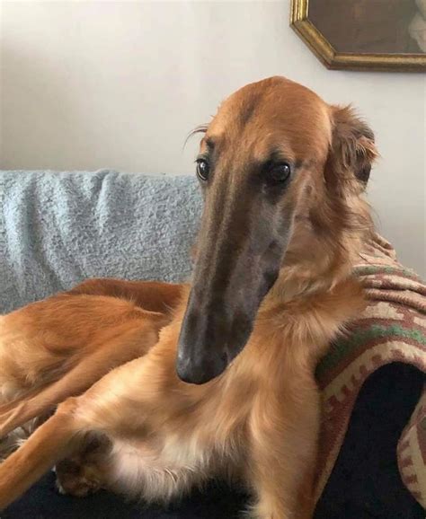 This breed of dog is called a Borzoi, the very longest of boys. : r/awwtf