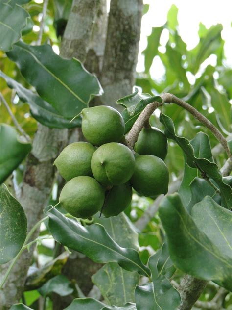 Macadamia Nut Tree SEEDS 3 Big Seeds Macadamia integrifolia | Etsy