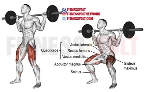 Barbell Squat Exercise Guide: How To, Benefits, Muscles Worked, and ...