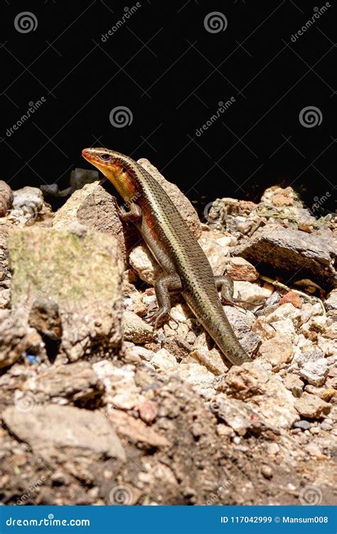 Common Garden Skink on the Ground Stock Image - Image of close, animal ...