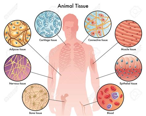 Animal Tissues Grade 9 Notes