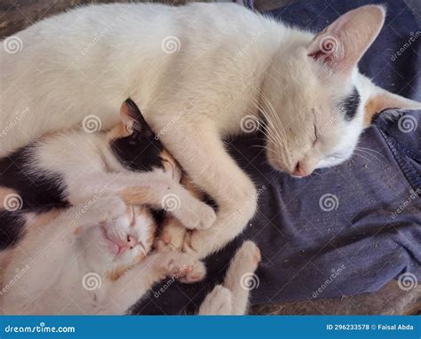 Cute Kitten Sleeping with Its Mother Stock Photo - Image of white, male ...