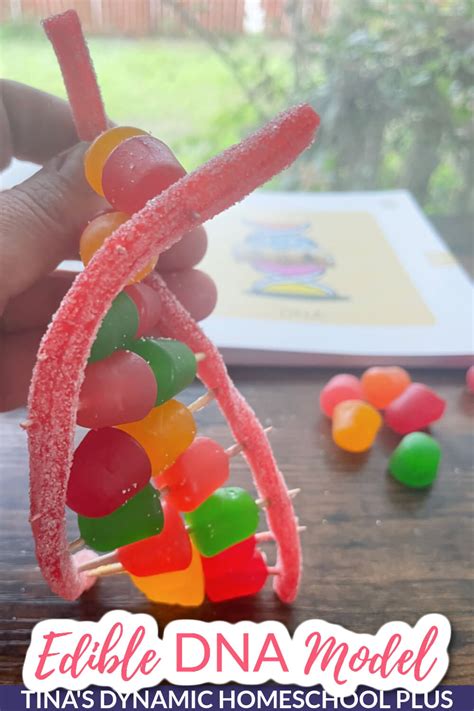 How To Study Human Anatomy For Science Build An Edible DNA Model at Tina's Dynamic Homeschool ...