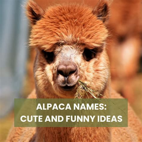 Alpaca Names: Cute And Funny Ideas