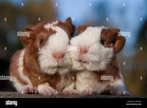 Two cuddling young guinea pigs (Cavia porcellus Stock Photo - Alamy