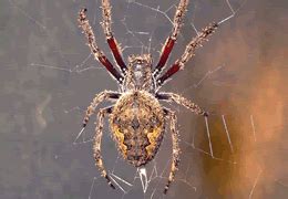 Australian Garden Orb Weaver Spider Bite - Hobby Granding