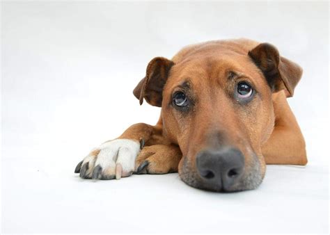 Top 11 Dog Breeds Prone To Anxiety - AnxiousCanine.com