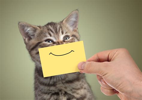 Smile! | Happy cat, Funny cat memes, Cats