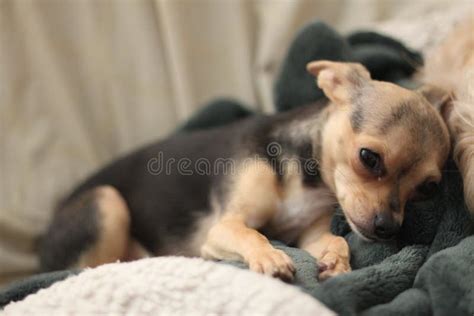 A Black and Tan Teacup Chihuahua 1287 Stock Image - Image of cuddling, familiaris: 155754635