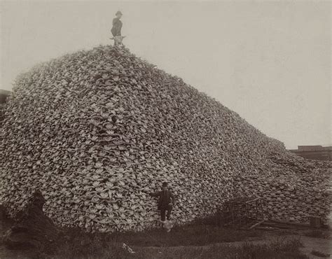 Where the Buffalo No Longer Roamed | History | Smithsonian