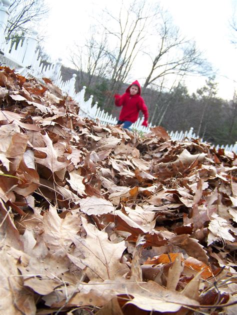 Leaf Pile! | Having a little fun after raking a pile of leav… | Jfserama | Flickr