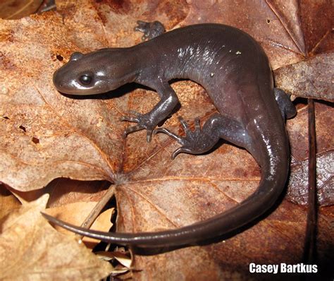 Jefferson Salamander (Ambystoma jeffersonianum) | Wayne Coun… | Marshall University Herpetology ...