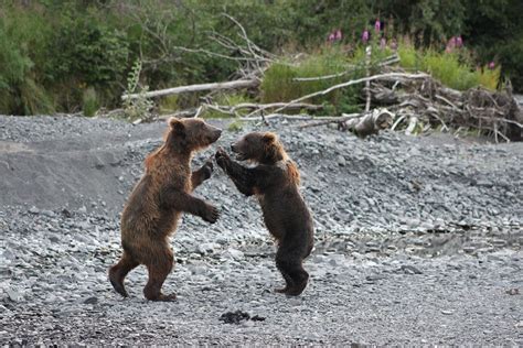 Playful Kodiak bear cubs. Photo by: Amanda Benton #kodiak #alaska # ...